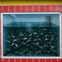 Aquário de iscas vivas de peixes na Isca Viva Boa Pesca e Lanchonete no Indubrasil em Campo Grande - MS.